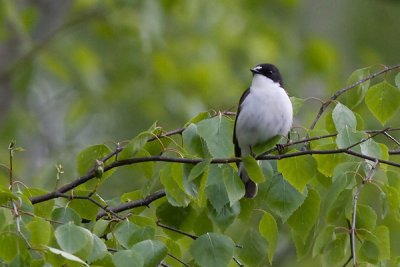 Pied Flycatcher - Broget Fluesnapper - Ficedula hypoleuca