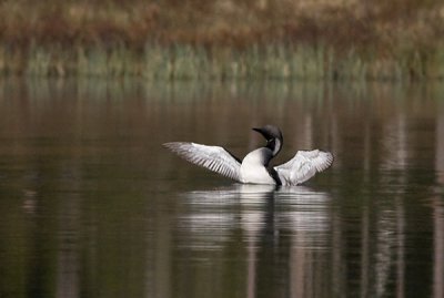 Black-throated Diver - Sortstrubet Lom - Gavia arctica