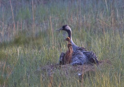 Crane - Trane- Grus grus