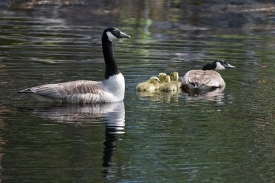 Canada Goose - Canadags - Branta canadensis