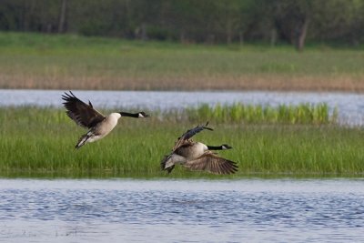 Canada Goose - Canadags - Branta canadensis