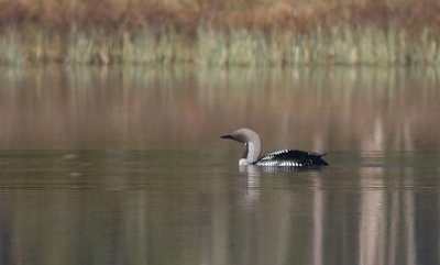 Black-throated Diver - Sortstrubet Lom - Gavia arctica