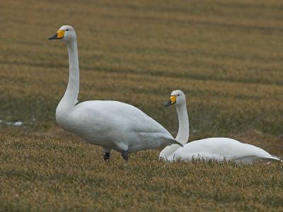 Whooper Swan - Sangsvane - Cygnus cygnus
