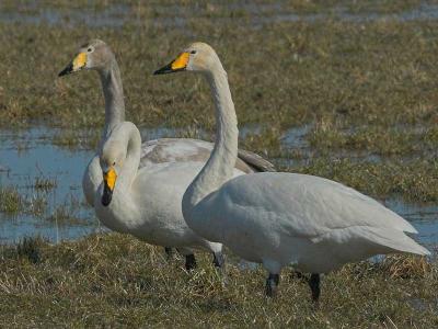 Whooper Swan - Sangsvane - Cygnus cygnus