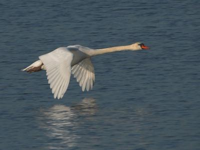Mute Swan - Knopsvane - Cygnus olor
