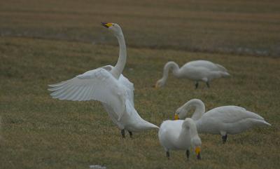 Whooper Swan - Sangsvane - Cygnus cygnus