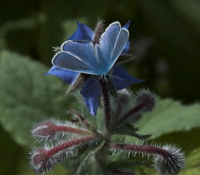 Common Blue -Almindelig Blfugl - Polyommatus icarus