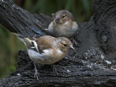 Chaffinch female - Bogfinke hun - Fringilla coelebs