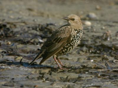 Starling - Str - Sturnus vulgaris