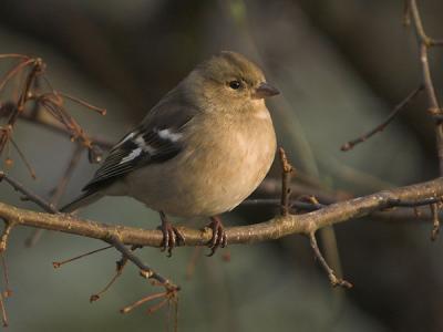Chaffinch female - Bogfinke hun - Fringilla coelebs