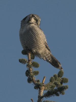 Hawk Owl - Hgeugle - Surnia ulula
