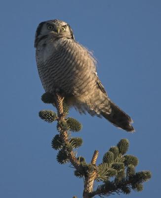 Hawk Owl - Hgeugle - Surnia ulula