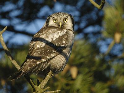 Hawk Owl - Hgeugle - Surnia ulula