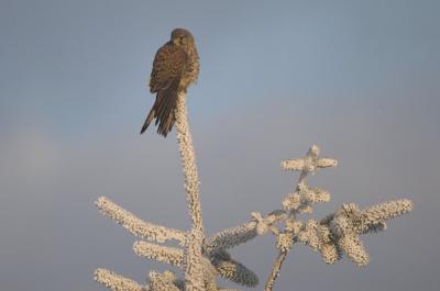 Kestrel  - Trnfalk  - Falco tinnunculus