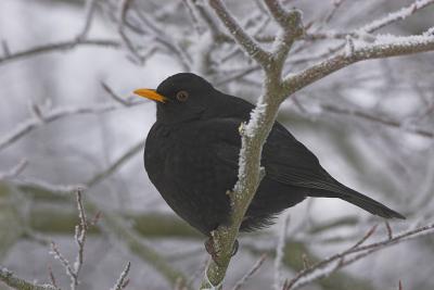 Blackbird - Solsort - Turdus merula