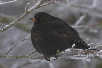 Blackbird - Solsort - Turdus merula