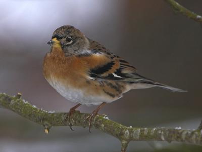 Bramling - Kvkerfinke - Fringilla montifringilla