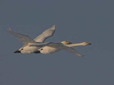 Whooper Swan - Sangsvane - Cygnus cygnus