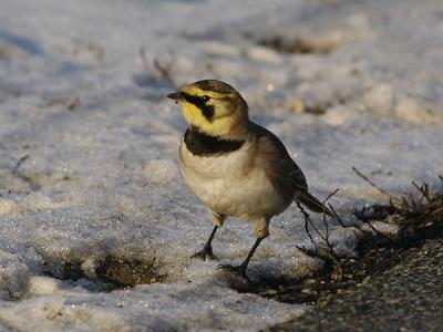 Shore Lark winter - Bjerglrke - Eremophila alpestris