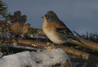 Bramling male - Kvkerfinke han - Fringilla montifringilla