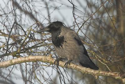 Hooded Crow - Grkrage - Corvus corone