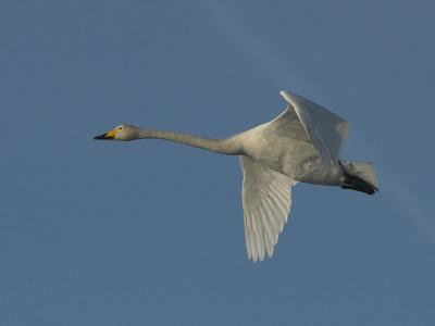 Whooper Swan - Sangsvane - Cygnus cygnus