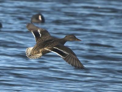Mallard - Grand  - Anas platyrhynchos