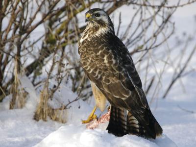 Common Buzzard - Musvge - Buteo buteo