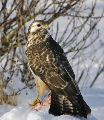 Common Buzzard - Musvge - Buteo buteo