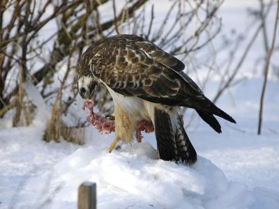 Common Buzzard - Musvge - Buteo buteo