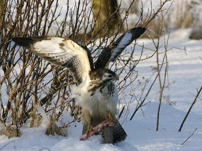 Common Buzzard - Musvge - Buteo buteo