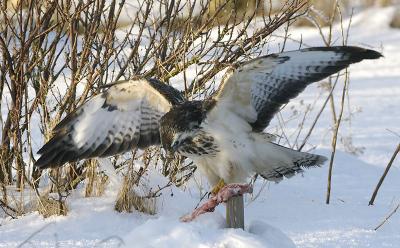 Common Buzzard - Musvge - Buteo buteo