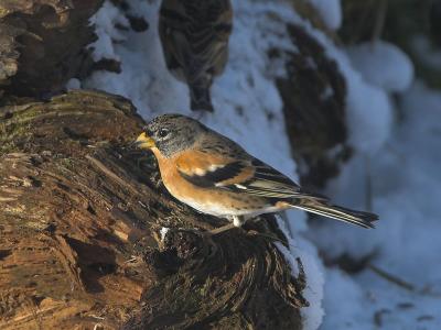 Bramling male - Kvkerfinke han - Fringilla montifringilla