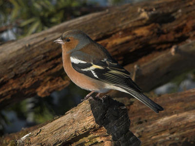 Chaffinch - Bogfinke - Fringilla coelebs