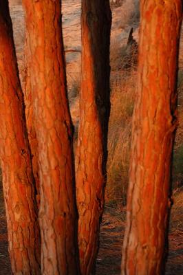 Pine trunk i sunset