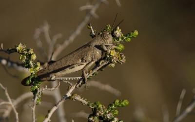 Anacridium aegyptium - Egyptian Grasshopper.