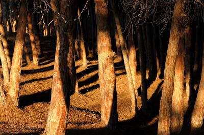 Pine trunks in sunset