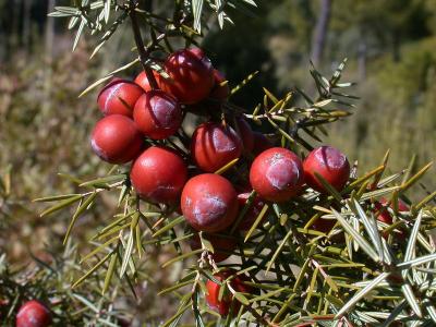 Juniperus ssp.