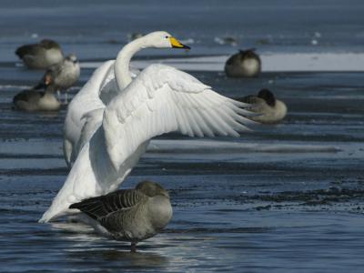 Whooper Swan - Sangsvane - Cygnus cygnus - and Greylag Goose