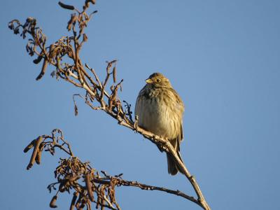 Corn Bunting - Bomlrke - Miliaria calandra