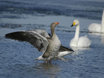 Greylag Goose - Grgs - Anser anser