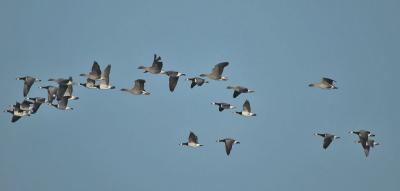 Barnacle Goose and Pink-footed Goose