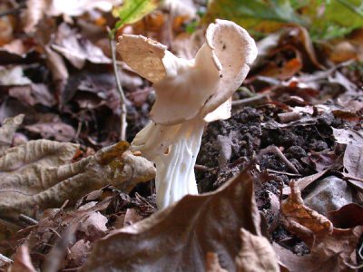 Kruset Foldhat - Helvella crispa