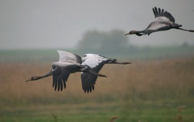 Cranes from Vorpommern Germany