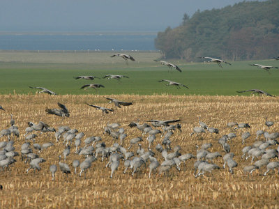 Crane - Trane - Grus grus