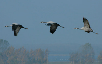 Crane - Trane - Grus grus