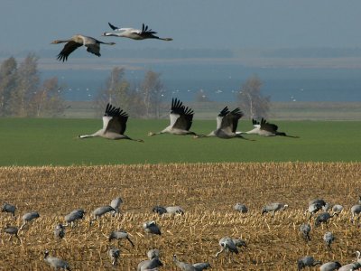 Crane - Trane - Grus grus