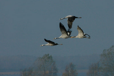 Crane - Trane - Grus grus