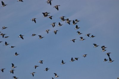 Barnacle Goos - Bramgs - Branta leucopsis