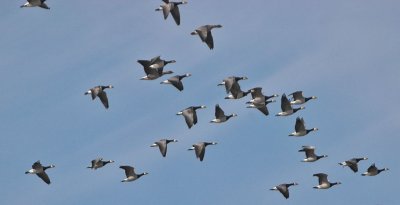 Barnacle Goos - Bramgs - Branta leucopsis